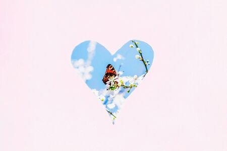 Nature love concept, spring love. Spring white blossom and orange butterfly in heart shape. Pink pastel background, copy spaceの写真素材