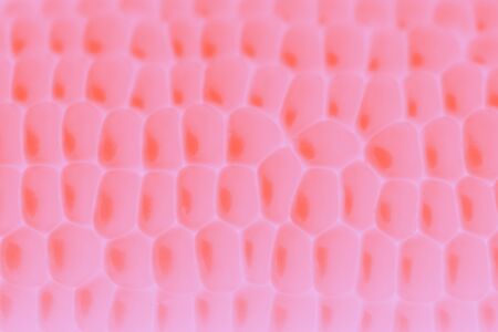 Light pink coral color abstract background with corn grain patternの写真素材