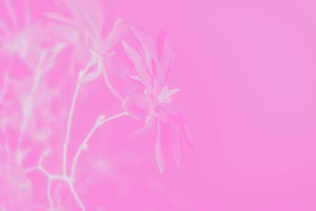 Magnolia flowers on a pink background, toned. Copy spaceの写真素材