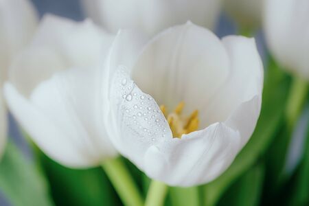 Spring flowers white tulips with water drops, toned photoの写真素材