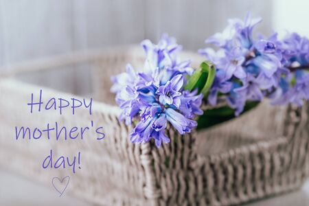 Happy mother's day greeting card. Beautiful blue violet hyacinths in a basket on a gray background, copy spaceの写真素材