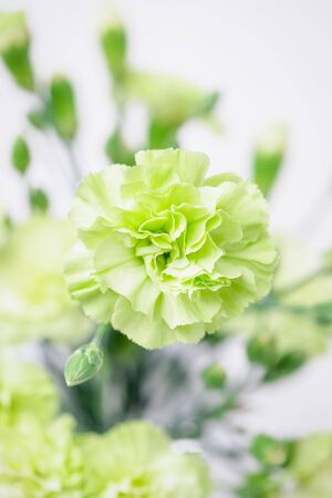 Beautiful delicate light green carnations on a white background. Copy spaceの写真素材