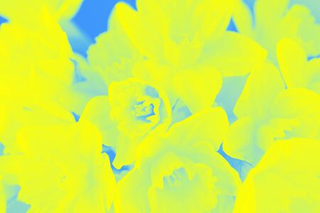 Abstract yellow blue background with daffodils flowers patternの写真素材