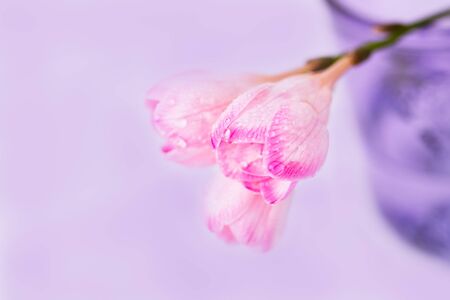 Pink freesia flowers with a water drops on a pale violet background, copy spaceの写真素材