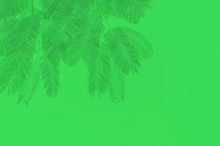 Dark green palm leaves on vivid green background. Minimal conceptの写真素材