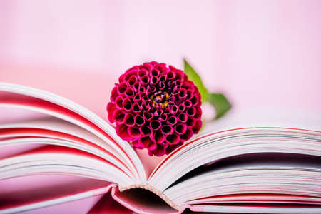 Burgundy dahlia flower and open book on a pink background