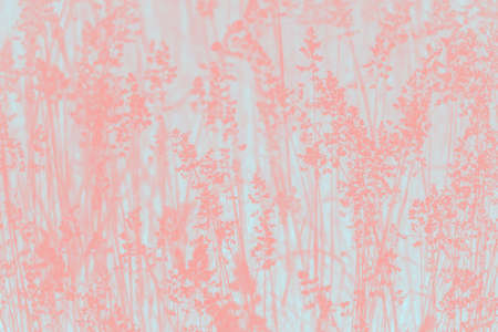 Pink coral abstract background with grass plant patternの写真素材