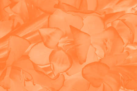 Trendy color amberglow gradient floral background. Gladiolus flower patternの写真素材