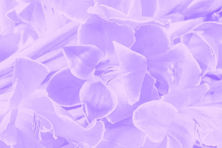 Beautiful light violet color gladioluses. Flower background. Soft colorの写真素材