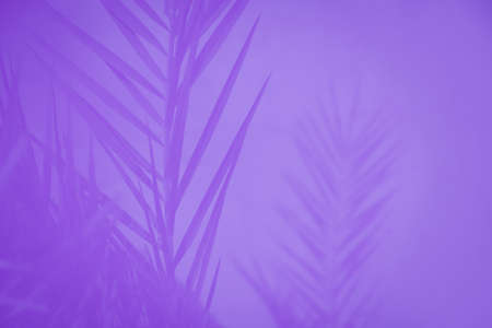 Violet palm tree leaves on the light violet background, abstractの写真素材