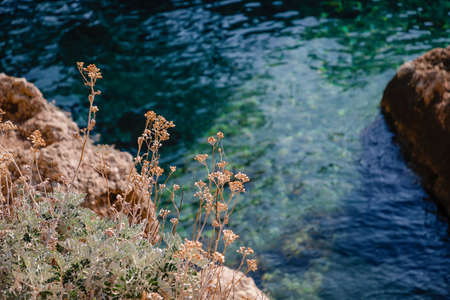 Dry grass and wonderful green crystal clear water background. Makarska riviera, Croatiaの写真素材