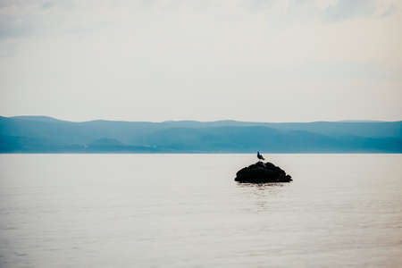 Seagull on a stone in the sea, evening landscape. Brela Croatia, Makarska rivieraの写真素材