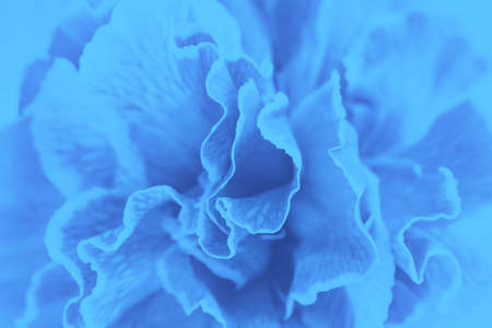 Blue carnation flower background, toned photoの写真素材