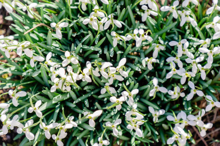 White spring snowdrops background, top viewの写真素材