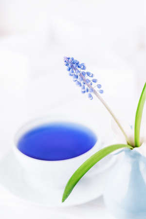 Spring flower muscari and blue butterfly herbal tea, copy space