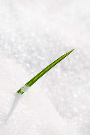 Fresh green grass growing through snow, spring power