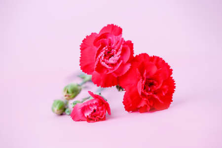 Red carnation flowers on a pastel pink background, copy spaceの写真素材