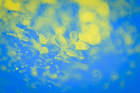 Spring branch with buds, blue yellow abstract background, Ukrainian symbolic colors, copy space