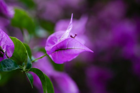 Purple bougainvillea tropical flower, close-up, copy spaceの写真素材