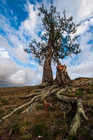 A tree with protruding roots against the sky on a rock. Big textured roots. Clouds in the sky. There...