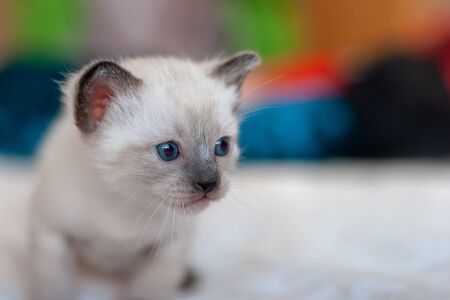 Little cute fluffy light Siamese Thai kitten with blue eyes. Close-up. Place for text. Selective focus. Blurred color background.の写真素材