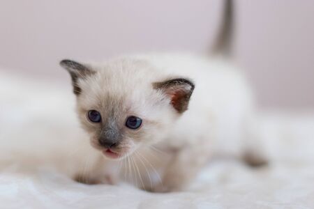 A beautiful fluffy Siamese kitten is looking at something with interest. Close-up. Selective focus. Place for text. Blurred background.の写真素材