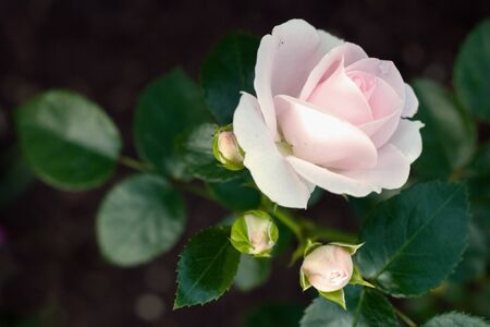 Delicate blooming pink rose and 3 closed buds. Place for text. Selective focus. The background is blurry.の写真素材