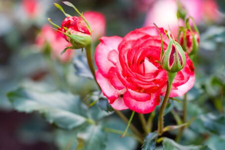 Beautiful red rose with unblown buds. Selective focus. The background is blurry.の写真素材