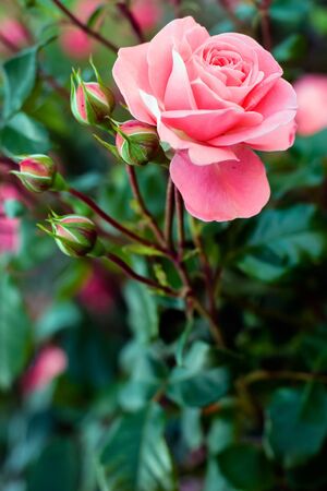 Amazing opened tender pink rose and four closed buds. Selective soft focus. Background from green leaves blurred.の写真素材