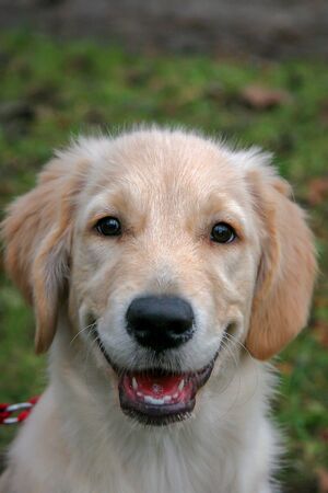 Portrait of a golden retriever dog puppy. The dog is happy contented and smiles. Mouth open, fangs visible. Green grass background blurred. Ears hang down.の写真素材