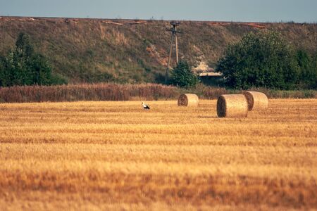 A stork stands on a field with haystacks curled into rolls. In the distance is a high embankment of the railway and a pillar.の写真素材