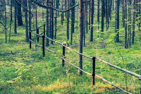 Wooden fence from tree trunks in the forest. On the ground, grass and moss. Many trunks of conifers.の写真素材