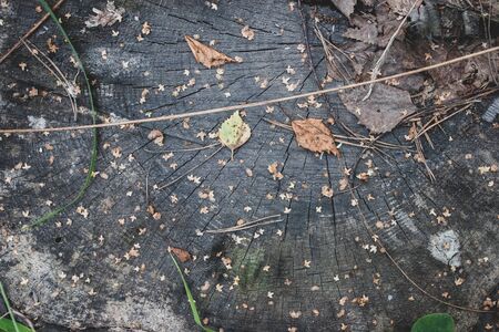 Background with cut stump with cracks. From above on a stump old withered leaves and grass.の写真素材