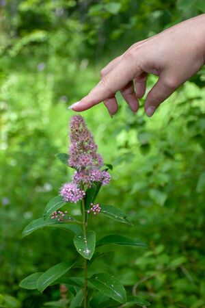The girl touches the tip of the flower of a pink-colored plant in the forest with a finger. Long...