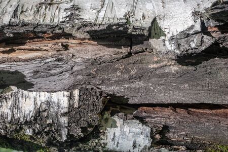 Texture on the trunk of an old birch with torn bark and cracked wood. Illuminated by the sun, with shadows.の写真素材