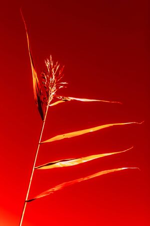 Abstract blurred spikelet as a dancer on a red background. Genre illustration. Metaphor. Selective focus.の写真素材