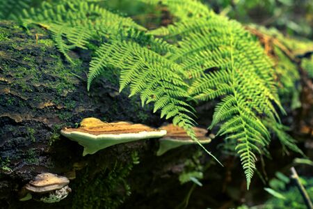 mushrooms on a fallen thick tree with green ferns. On the tree beautiful moss. Green tones....
