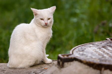 A lone white cat sits and looks into the camera near the manhole cover. Grass in the background. The background is blurred. Manhole cover blurred.の写真素材