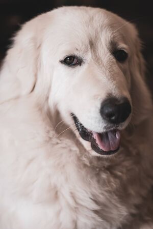 Close-up portrait of a kind and cute Maremma Shepherd Dog. White thick coat. Open mouth. Selective focus on the eyes.の写真素材
