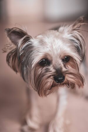 Portrait of a funny funny yorkshire terrier with long brown hair. Selective focus on the eyes. The background is blurry.の写真素材