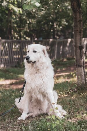 Close-up portrait of a white Maremma Shepherd dog sitting on the grass with a leash. White thick coat. Selective focus on the dog. The background is blurry.の写真素材