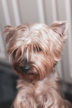 Portrait of a funny shy Yorkshire Terrier with long brown hair. Selective focus on the nose. The background is blurry.の写真素材