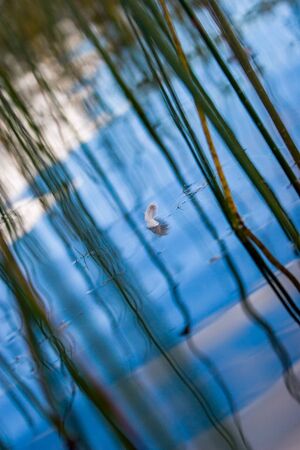 Diagonally photographed photo of a floating feather on blue water among the reed stalks with...