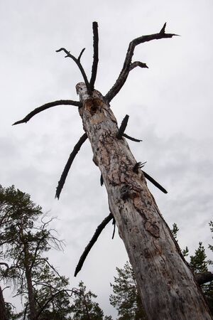 Old dry tree against a white sky. Vertical  photo. Other trees are visible.の写真素材