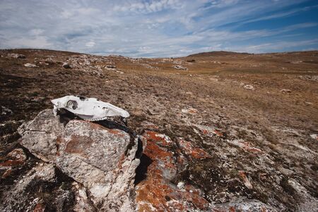 A white gnawed skull of an animal lies on a large stone in beautiful hills. Skull of a deceased horse. There are beautiful clouds in the sky. There are many stones on grassy ground. Copy space.の写真素材