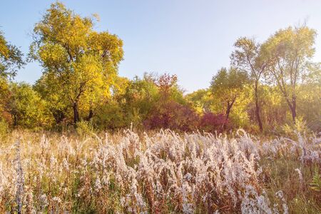 Fantastically beautiful sunny autumn landscape with trees, bushes and grass with flowers. Fabulous warm yellow light. Clear sky. Untouched nature.の写真素材