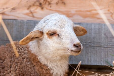 A lamb stands at the boards of the fence and rests. White head, brown coat.の写真素材