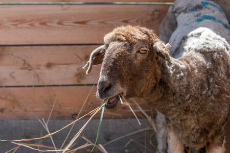 Sheared sheep have hay by the fence. Lop-eared. On the ear tag clip. Big eyes. Copy space.の写真素材