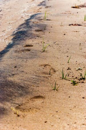 Human footprints in the sand on the seashore. Large grains of sand. Black footprints in the sand, grass sprouting. Sunny.の写真素材