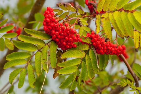 Two large clusters of ripe red mountain ash on branches in the sun. Bright berry, green leaves. Food for bullfinches in the winter.の写真素材